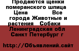 Продаются щенки померанского шпица › Цена ­ 45 000 - Все города Животные и растения » Собаки   . Ленинградская обл.,Санкт-Петербург г.